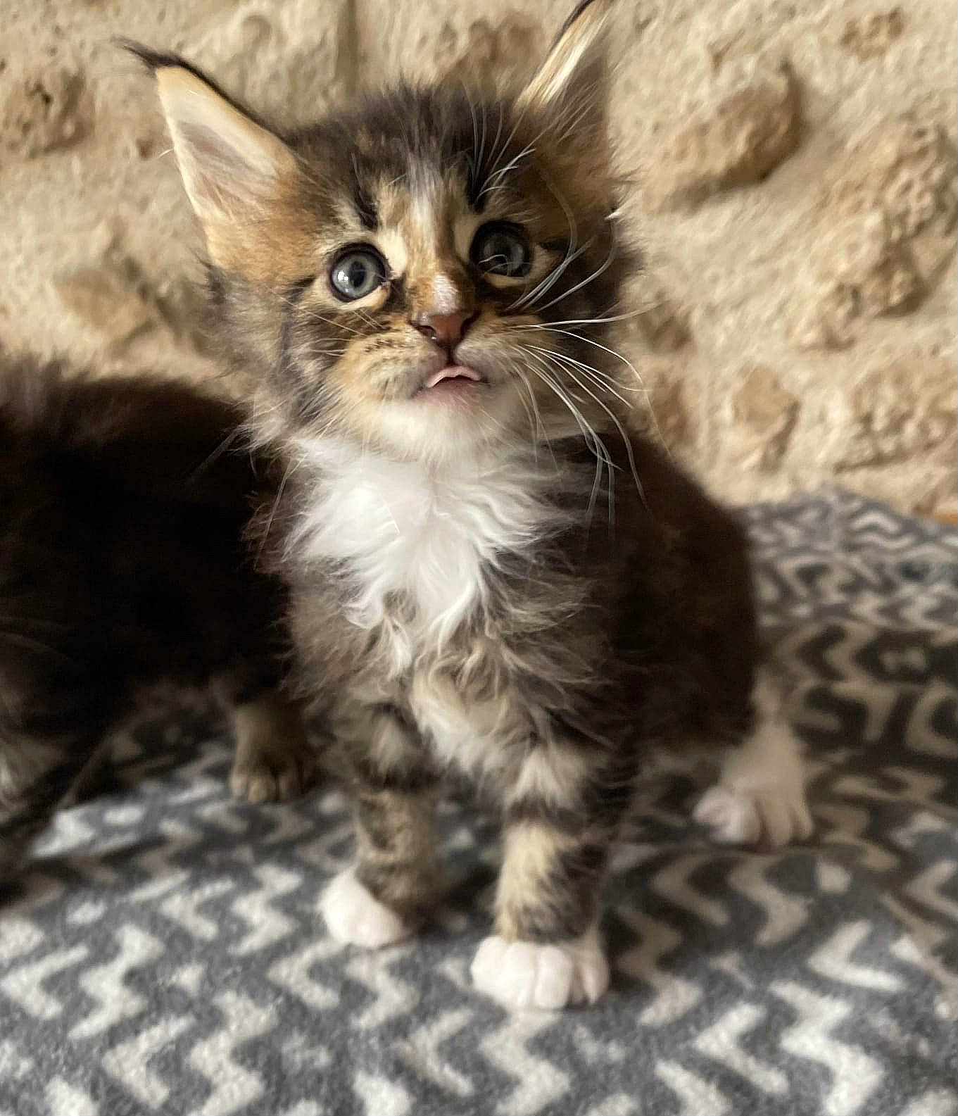 Vanille participe au concours pour gagner de l'argent avec cette photo : carnivore, cat, claw, domestic_short_haired_cat, fawn, felidae, fur, paw, small_to_medium_sized_cats, snout, tail, terrestrial_animal, whiskers