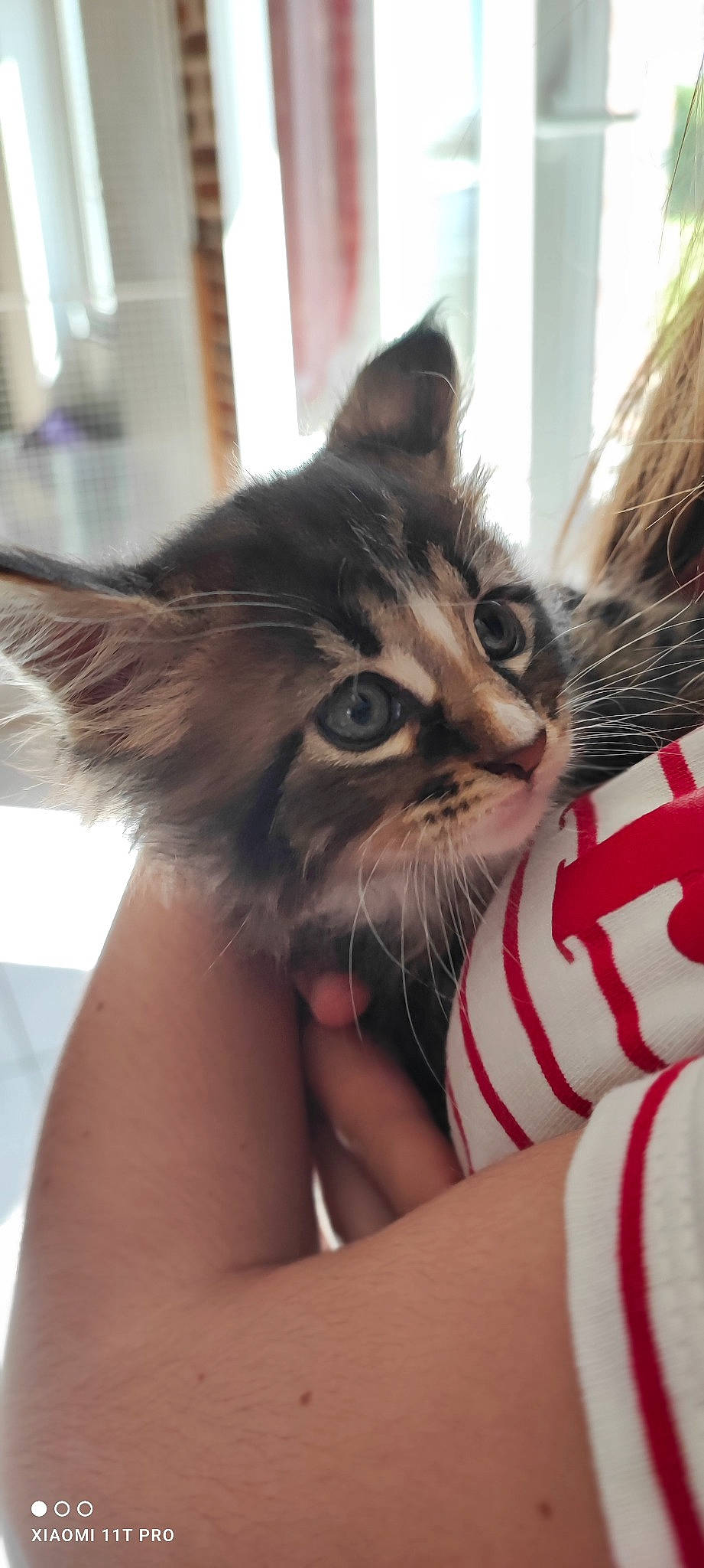 Vanille participe au concours pour gagner de l'argent avec cette photo : carnivore, cat, claw, domestic_short_haired_cat, felidae, fur, gesture, nail, paw, small_to_medium_sized_cats, snout, whiskers