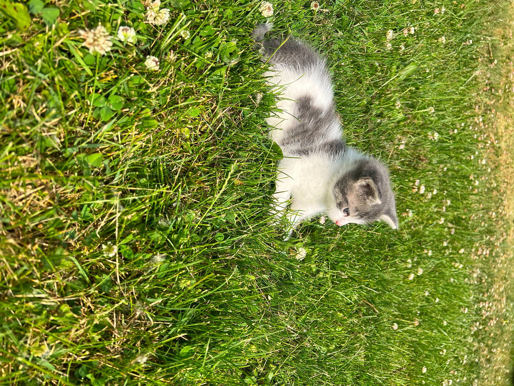 Luka is registered to the contest to win money with this photo: canidae, carnivore, companion_dog, dog_breed, felidae, fox_squirrel, fur, grass, grass_family, grey_squirrel, groundcover, pasture, plant, rodent, small_to_medium_sized_cats, sporting_group, squirrel, tail, terrestrial_animal, whiskers