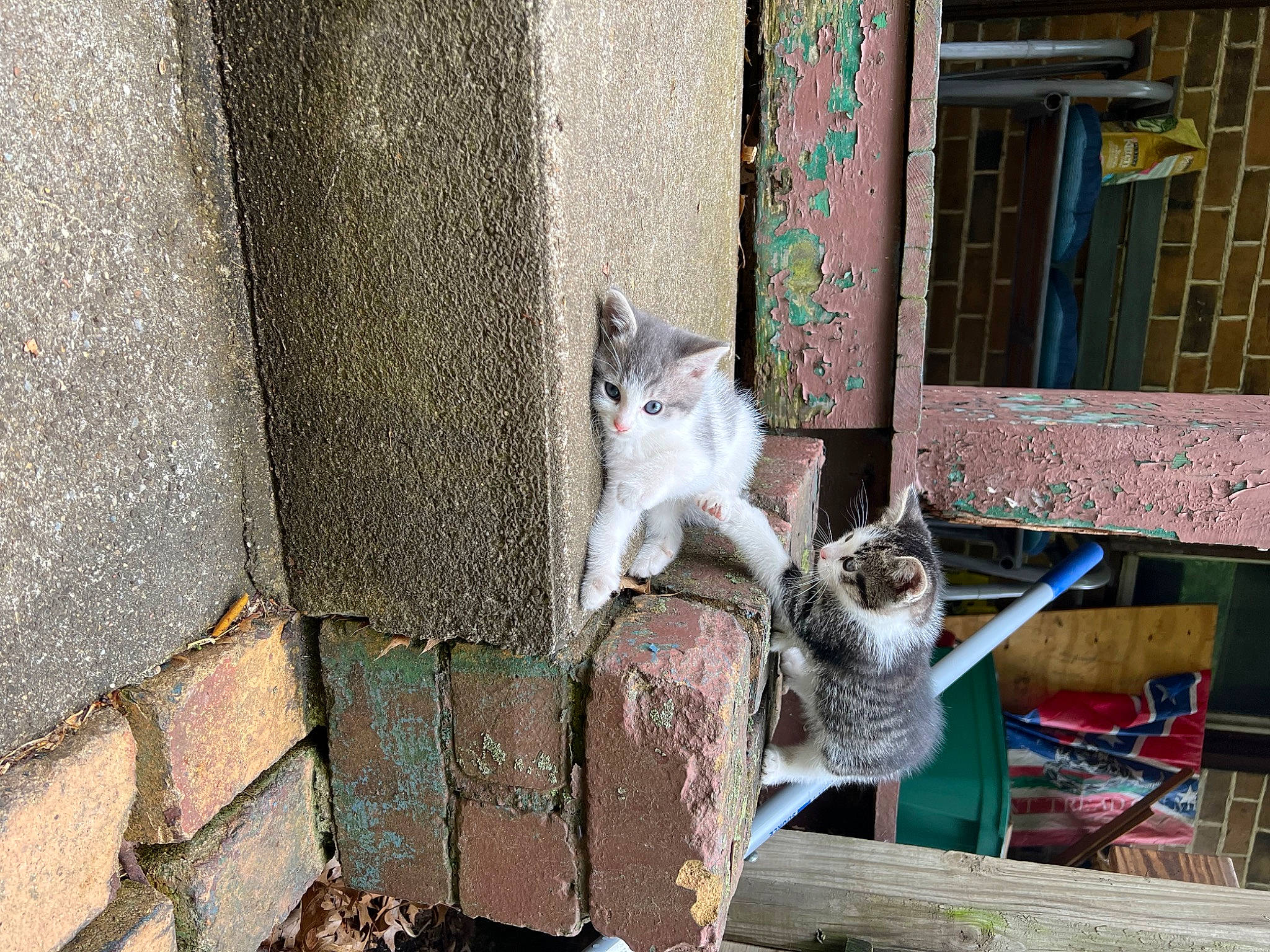 Luka joined the competition — help win amazing prizes! art, building, carnivore, cat, concrete, domestic_short_haired_cat, door, facade, felidae, fur, grey, house, plant, road_surface, small_to_medium_sized_cats, street, tail, whiskers, window, wood