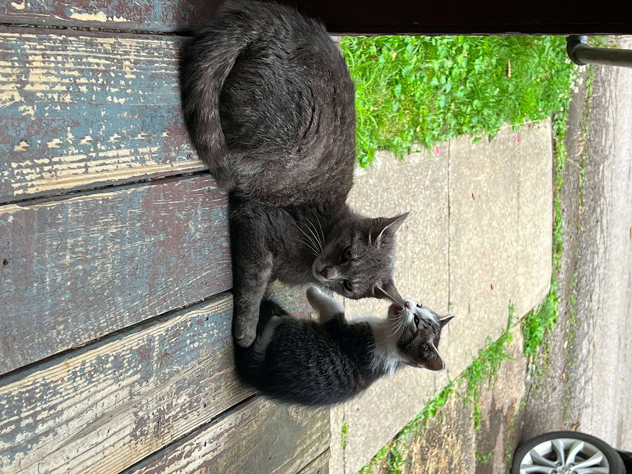 Leia is registered to the contest to win money with this photo: black_cat, carnivore, cat, domestic_short_haired_cat, felidae, fur, grass, grey, hardwood, plant, shadow, small_to_medium_sized_cats, snout, tail, terrestrial_animal, tree, trunk, whiskers, wildlife, wood