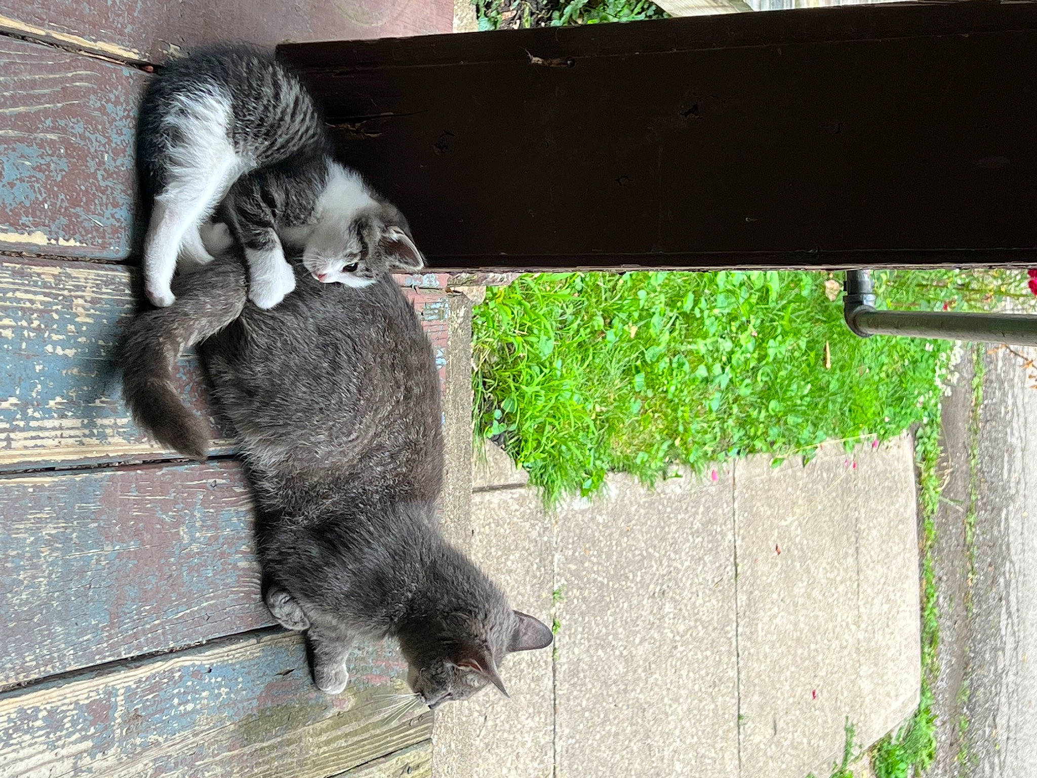 Leia joined the competition — help win amazing prizes! carnivore, claw, dog_breed, domestic_short_haired_cat, felidae, fur, grass, grey, plant, shadow, small_to_medium_sized_cats, snout, tail, terrestrial_animal, tints_and_shades, tree, trunk, whiskers, wildlife, wood