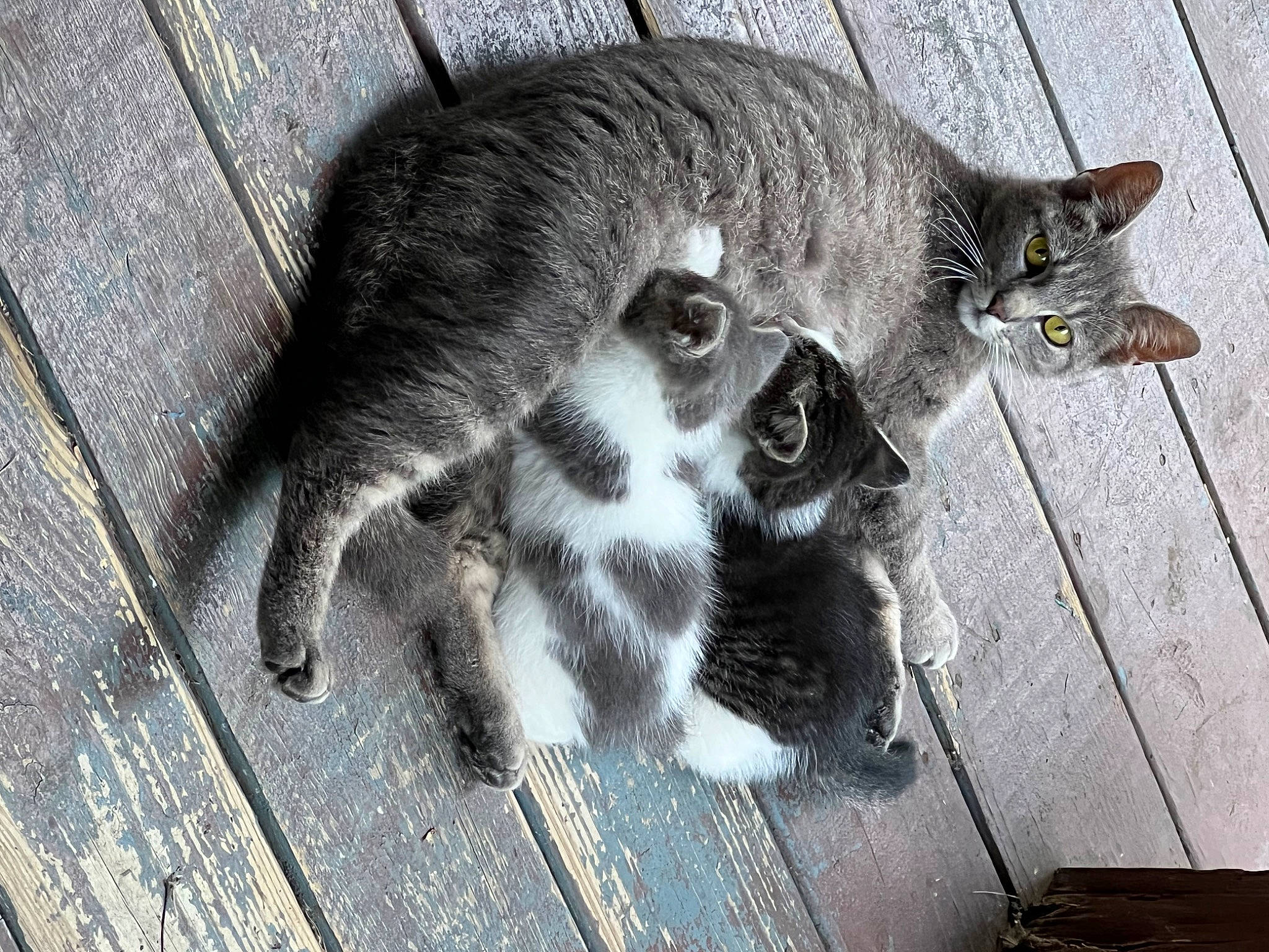 Leia is registered to the contest to win money with this photo: carnivore, cat, claw, domestic_short_haired_cat, felidae, fur, grey, monochrome, monochrome_photography, paw, road_surface, sidewalk, sitting, small_to_medium_sized_cats, snout, street, tail, terrestrial_animal, whiskers