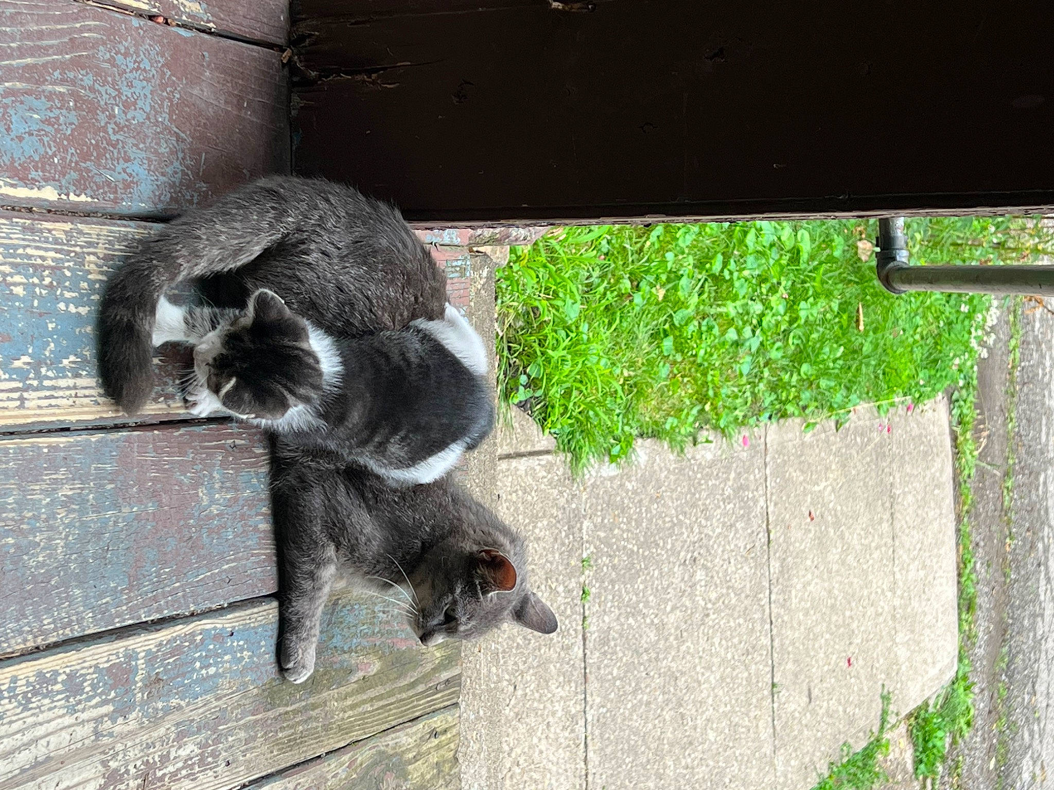 Leia joined the competition — help win amazing prizes! canidae, carnivore, claw, dog_breed, felidae, fur, grass, plant, shade, shadow, small_to_medium_sized_cats, sporting_group, tail, terrestrial_animal, tints_and_shades, whiskers, wildlife