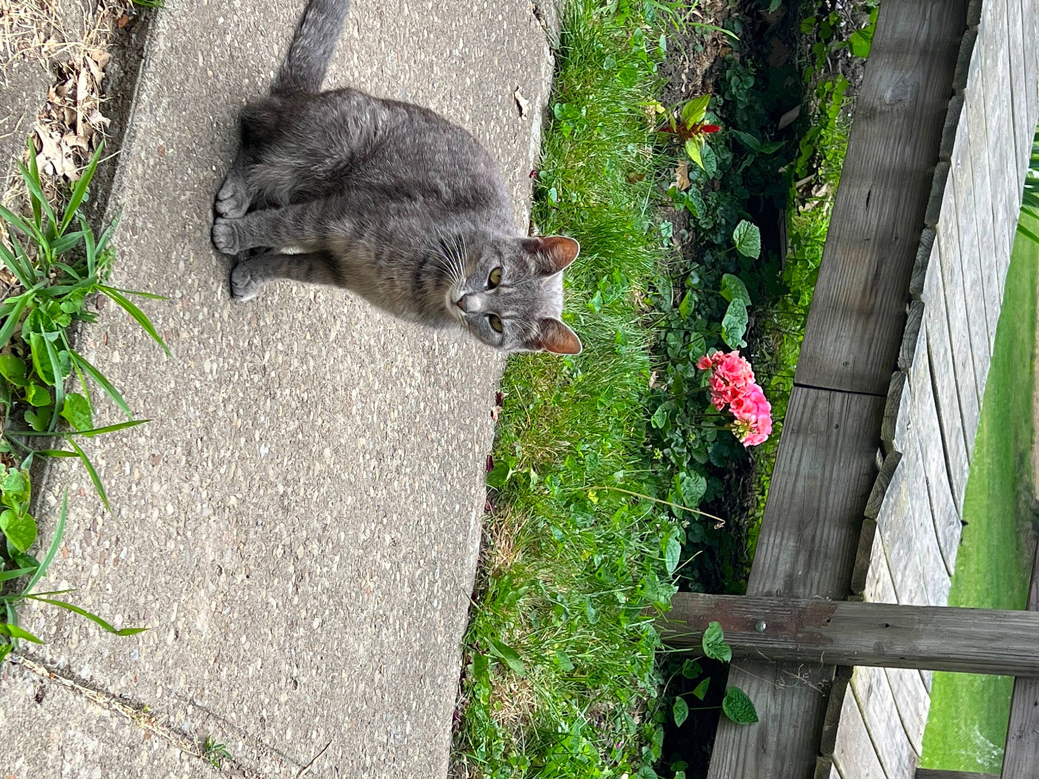Stevie joined the competition — help win amazing prizes! asphalt, carnivore, cat, cobblestone, domestic_short_haired_cat, felidae, fence, flower, garden, grass, grass_family, groundcover, plant, road_surface, shrub, sidewalk, small_to_medium_sized_cats, tail, whiskers, wood