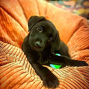 Brenda is registered to the contest to win money with this photo: puppy, dog, black_dog, pet, animal, cute, cushion, orange, texture, cozy, indoor, fur, lying_down, head_tilt, young, comfort, adorable, small, soft, relaxed