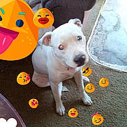 Lucy joined the competition — help win amazing prizes! animal, carpet, casual, companion, couch, cute, decorations, dog, domestic, emoji, floor, friendly, household, indoor, pet, playful, portrait, sitting, stickers, white_dog