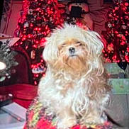 Cierra is registered to the contest to win money with this photo: animal, blanket, celebration, christmas, christmas_tree, cozy, cute, decorations, dog, festive, fluffy, furniture, holiday, indoor, ornaments, pet, red_lights, seasonal, snowman, warm