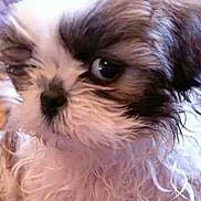 Sebastian is registered to the contest to win money with this photo: dog, puppy, close_up, curly_fur, fluffy, small_dog, pet, animal, cute, fur, face, expression, eye, whiskers, indoors, mammal, adorable, companion, curious, portrait