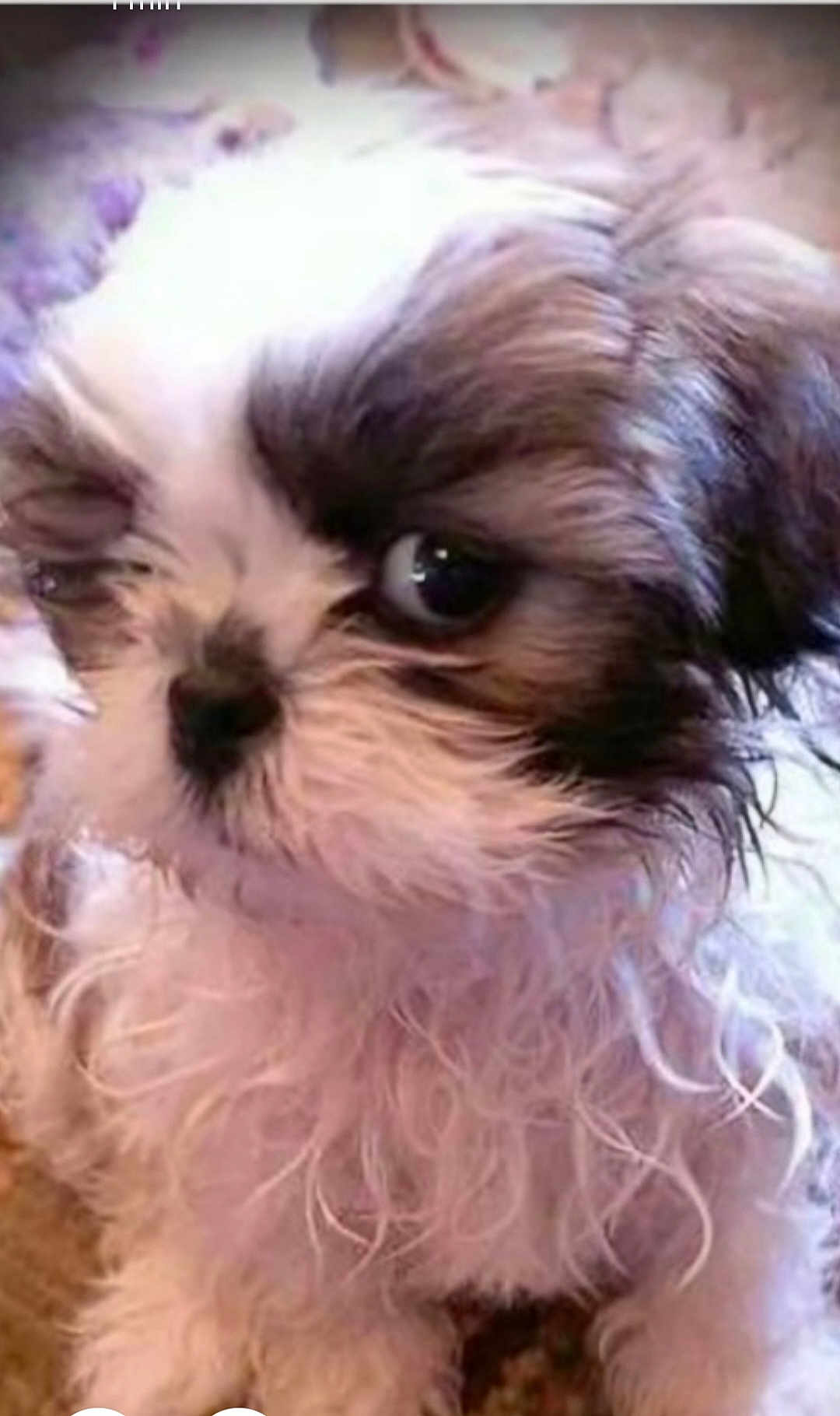 Sebastian