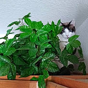 Kaira joined the competition — help win amazing prizes! cat, houseplant, green_leaves, wooden_cabinets, indoor, curious, pet, fur, animal, leafy, corner, wall, white_wall, domestic, feline, plant_pot, natural_light, quiet, still_life, home