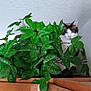 cat, houseplant, green_leaves, wooden_cabinets, indoor, curious, pet, fur, animal, leafy, corner, wall, white_wall, domestic, feline, plant_pot, natural_light, quiet, still_life, home