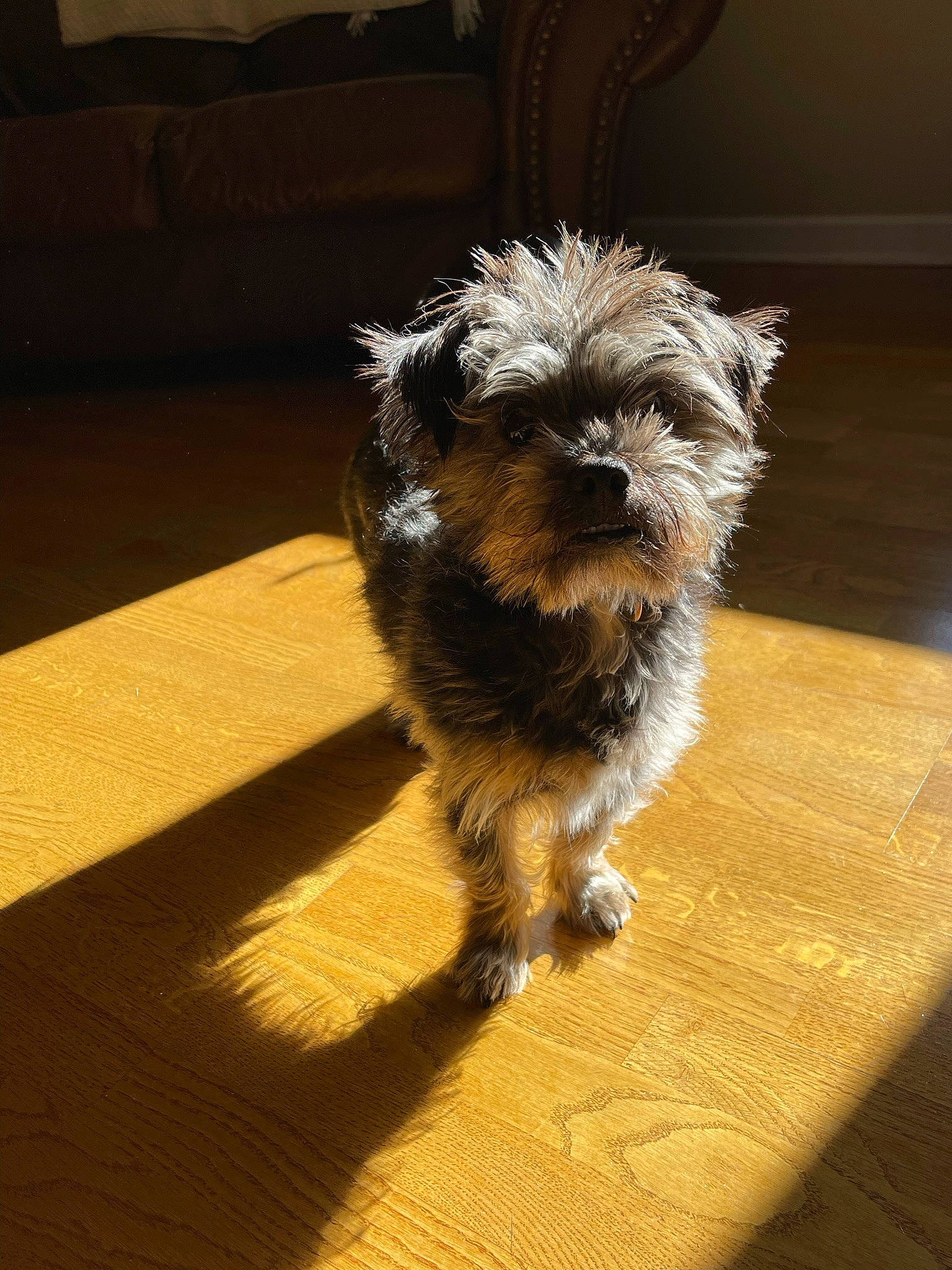 Knox joined the competition — help win amazing prizes! canidae, carnivore, companion_dog, dog, dog_breed, flooring, fur, hardwood, liver, maltepoo, non_sporting_group, poodle_crossbreed, schnauzer, small_terrier, snout, sporting_group, terrier, toy_dog, wood, working_animal