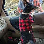 Bailey is registered to the contest to win money with this photo: autumn, car_interior, clothing, dog, door, grass, happy, house, interaction, jacket, man, mirror, outside, paw, person, pet, plaid, seat, smile, window