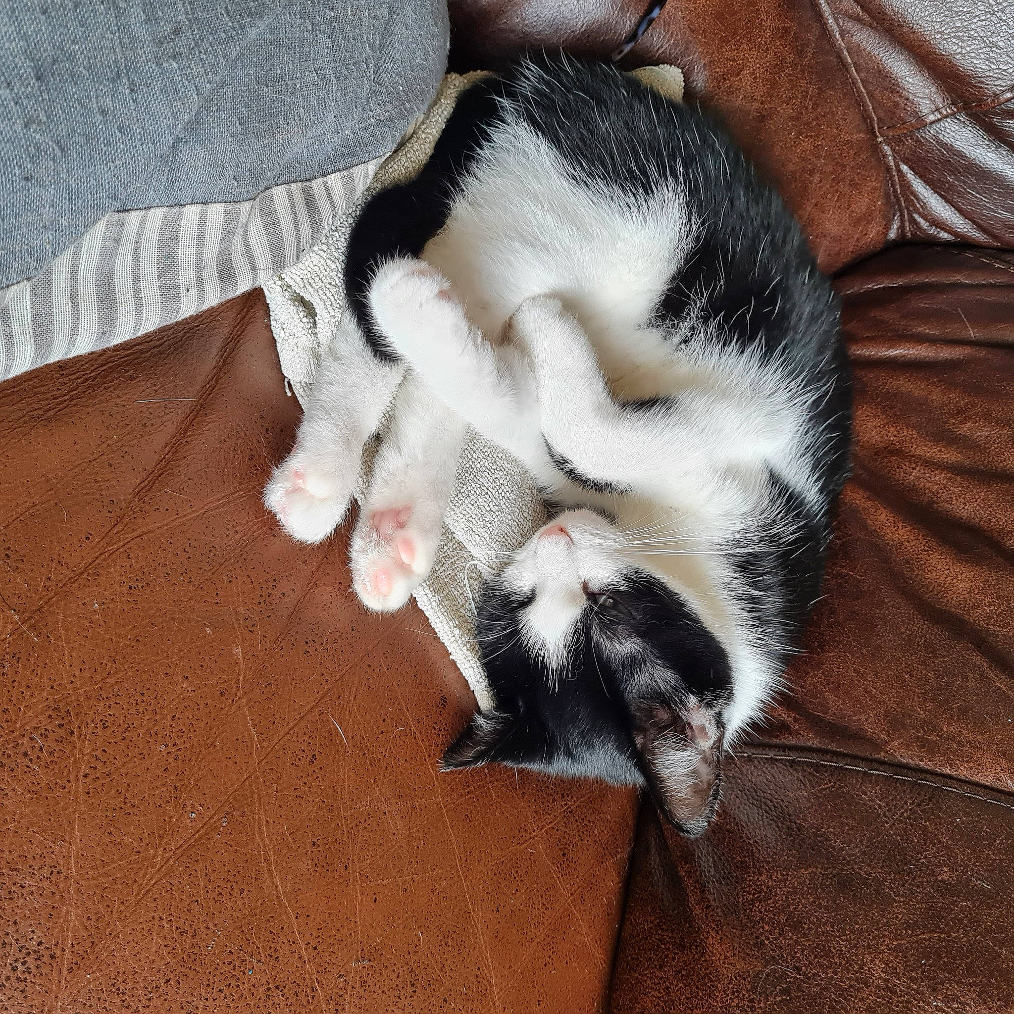 Max is registered to the contest to win money with this photo: canidae, carnivore, cat, claw, comfort, dog_breed, domestic_short_haired_cat, felidae, fur, hardwood, nap, paw, small_to_medium_sized_cats, snout, tail, whiskers, wood