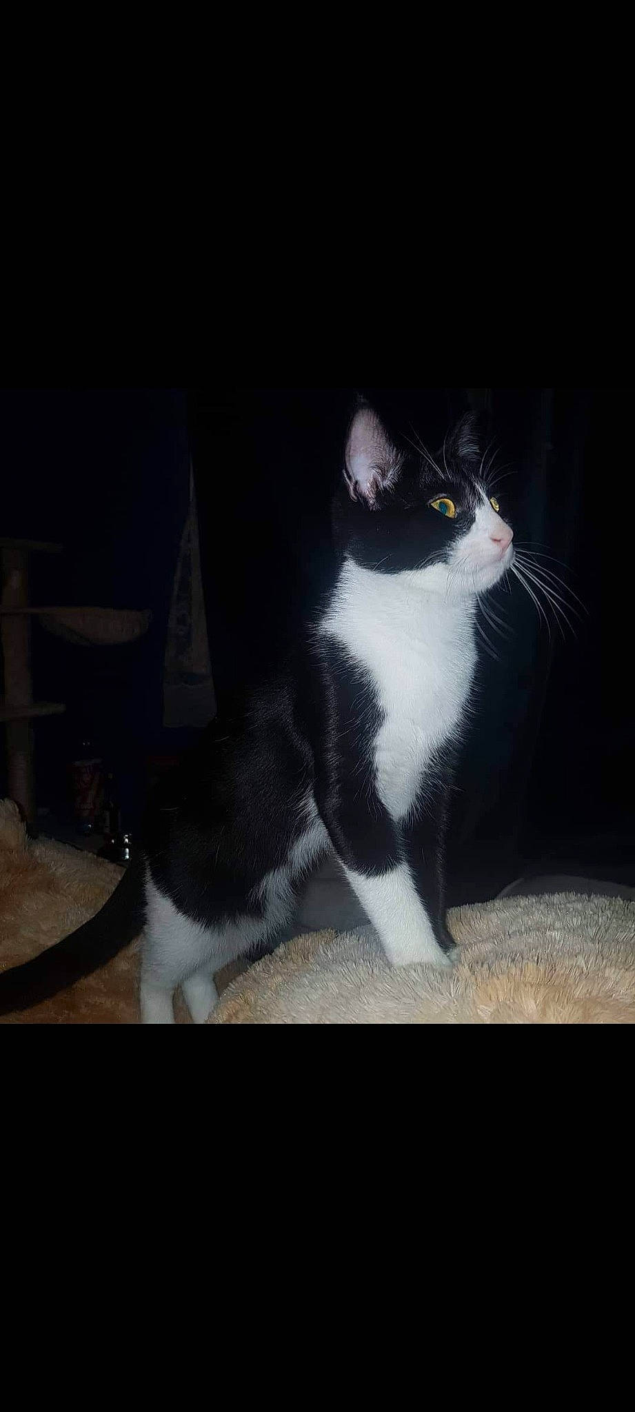 Wanda joined the competition — help win amazing prizes! carnivore, cat, darkness, domestic_short_haired_cat, felidae, formal_wear, fur, monochrome_photography, night, organism, paw, photo_caption, sky, small_to_medium_sized_cats, snout, tail, tints_and_shades, tree, whiskers, window