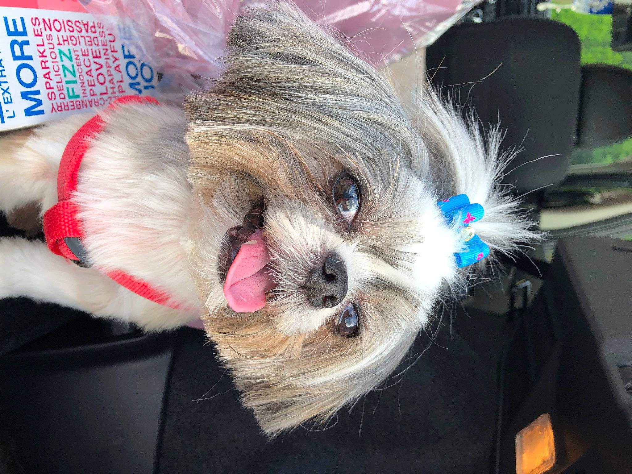 Maddie May is registered to the contest to win money with this photo: canidae, carnivore, companion_dog, dog, dog_breed, dog_clothes, dog_supply, fashion_accessory, fawn, fur, paw, puppy_love, shih_poo, shih_tzu, small_terrier, snout, sporting_group, terrier, toy_dog, working_animal