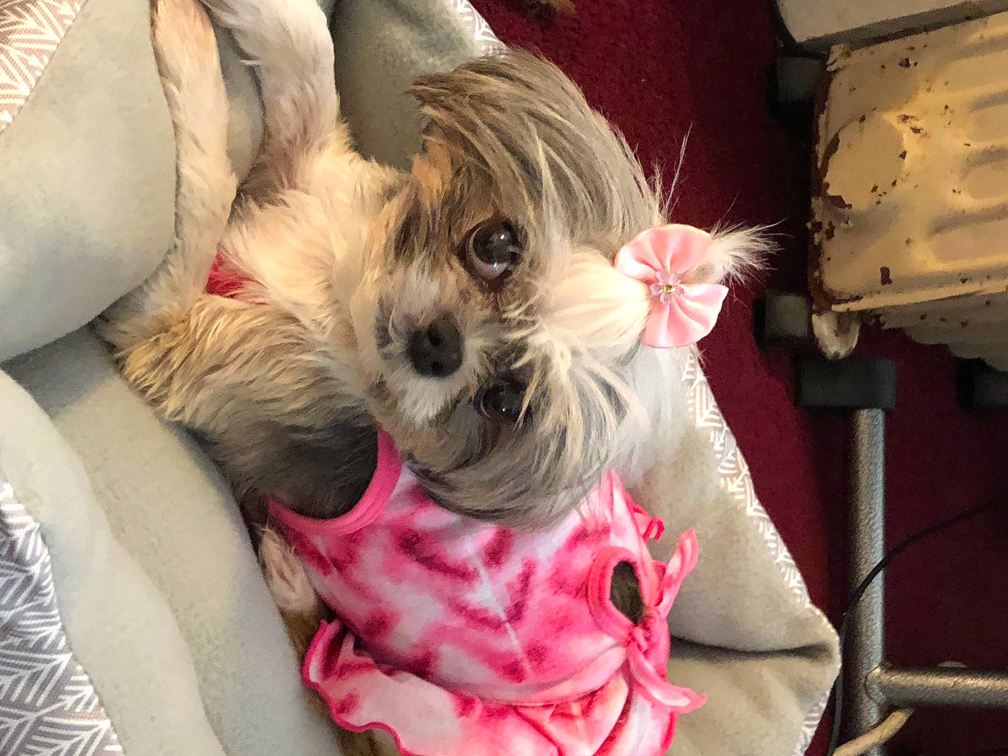 Maddie May joined the competition — help win amazing prizes! canidae, carnivore, collar, comfort, companion_dog, dog, dog_breed, dog_clothes, dog_collar, dog_supply, fawn, fur, pet_supply, pink, small_terrier, snout, sporting_group, terrier, toy_dog, working_animal