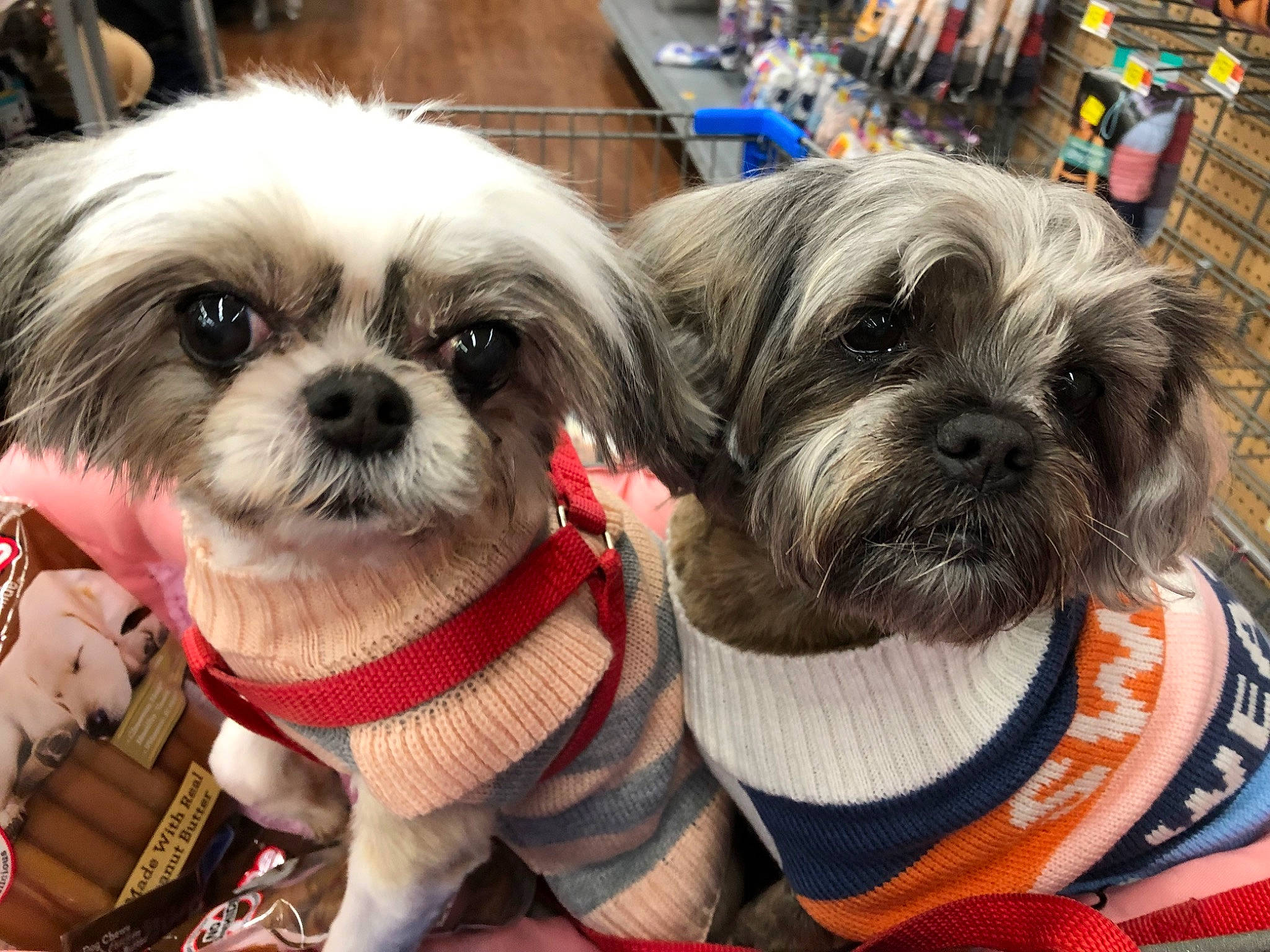 Maddie May is registered to the contest to win money with this photo: canidae, carnivore, companion_dog, dog, dog_breed, dog_supply, fawn, fur, liver, maltepoo, pet_supply, plant, puppy, shih_tzu, small_terrier, snout, sporting_group, terrestrial_animal, toy_dog, working_animal