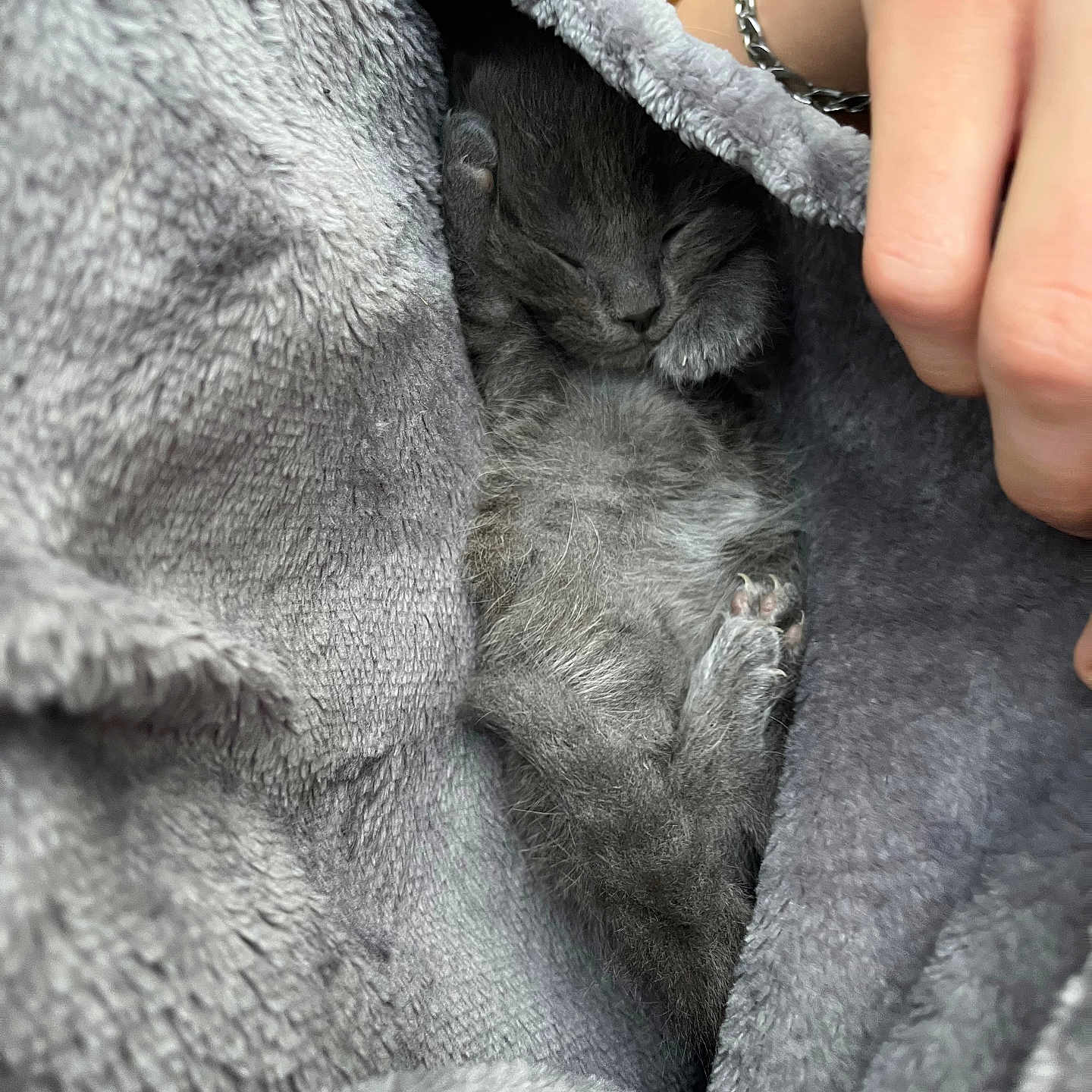 Athena participe au concours pour gagner de l'argent avec cette photo : animal, blanket, cat, close_up, cozy, cute, domestic_cat, fur, gray_fur, hand, indoor, kitten, paw, peaceful, pet, resting, sleeping, snuggled, soft_texture, young