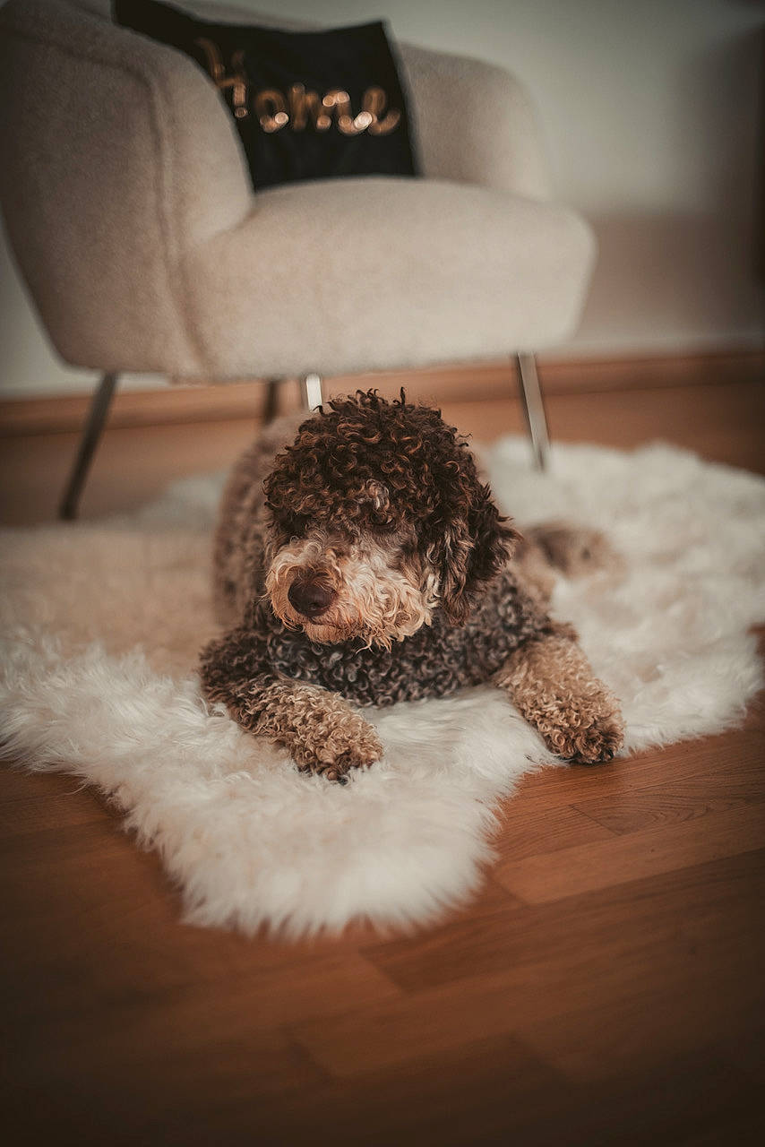 Stella a rejoint le concours — aidez-le/la à gagner de superbes lots ! canidae, carnivore, chair, companion_dog, dog, dog_breed, flooring, fur, grey, hardwood, labradoodle, maltepoo, non_sporting_group, poodle, snout, sporting_group, terrier, toy_dog, water_dog, working_animal