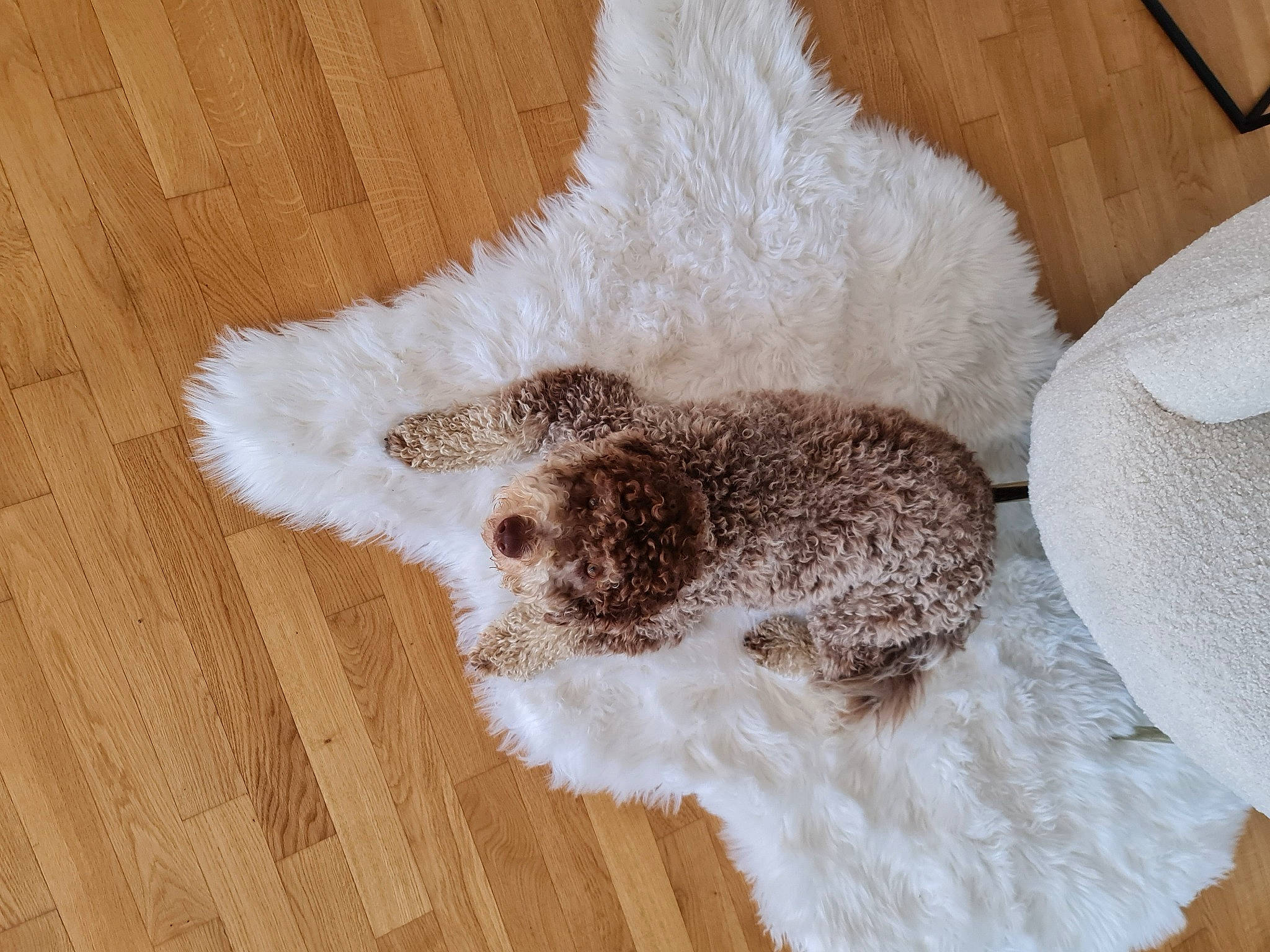 Stella participe au concours pour gagner de l'argent avec cette photo : canidae, carnivore, companion_dog, dog, dog_breed, embellishment, fawn, flooring, fur, hardwood, linens, pattern, snout, sporting_group, varnish, wood, wood_stain, wool, woolen, working_animal