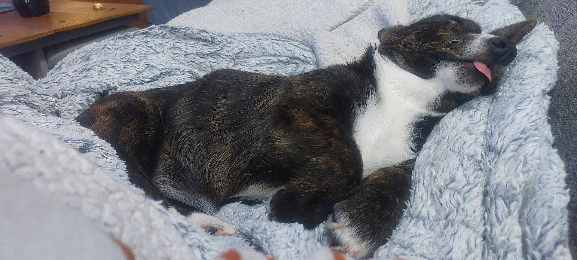 Vahiné participe au concours pour gagner de l'argent avec cette photo : animal, bed, bedroom, blanket, canine, cat, couch, dog, furniture, homedecor, husky, indoors, interiordesign, linen, person, pet, puppy, quilt, room, sleeping