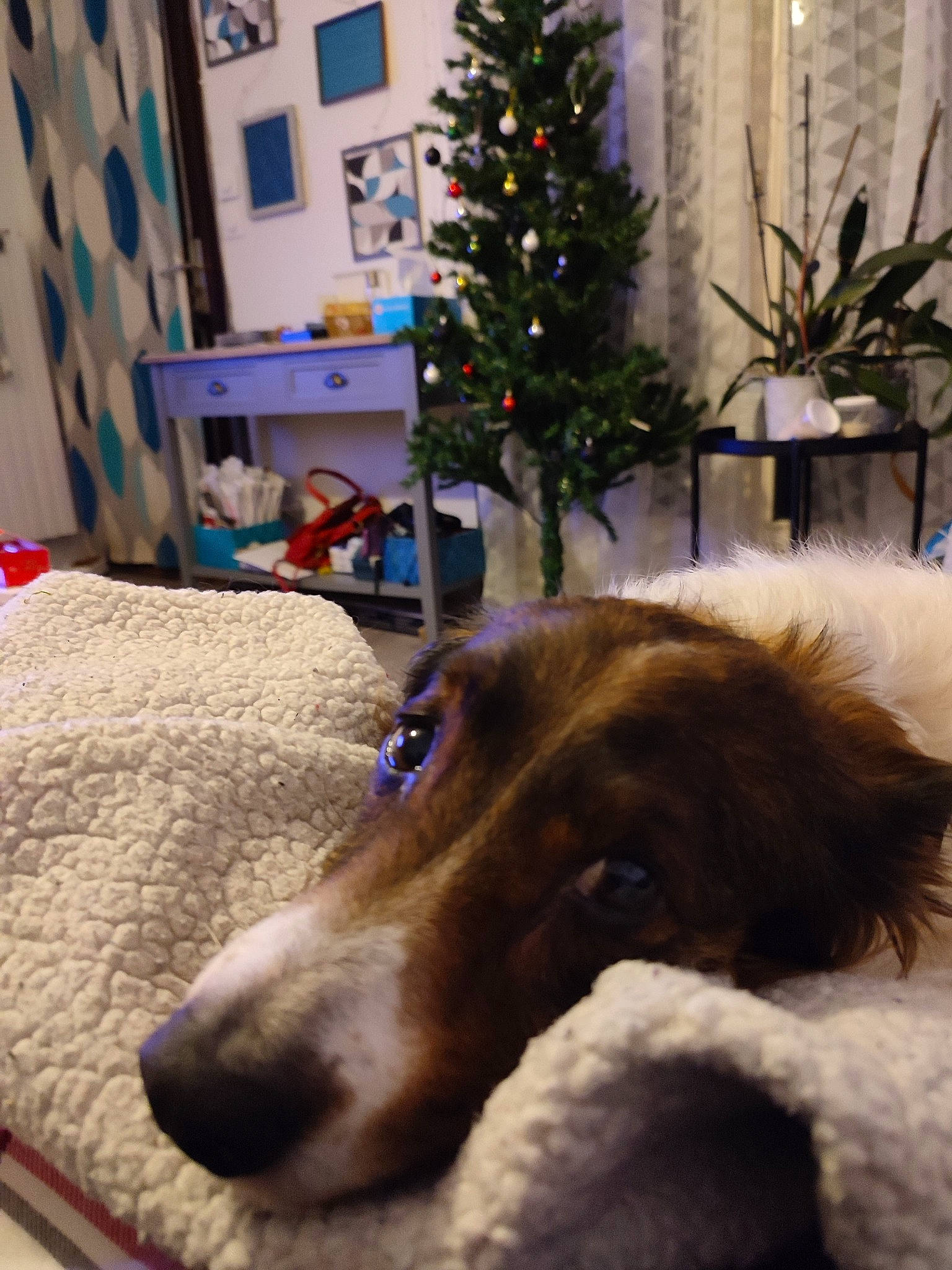 Kalinka participe au concours pour gagner de l'argent avec cette photo : borzoi, carnivore, christmas, christmas_decoration, christmas_ornament, christmas_tree, companion_dog, dog, dog_breed, event, fawn, holiday, liver, plant, snapshot, tree, window, winter, wood, working_animal