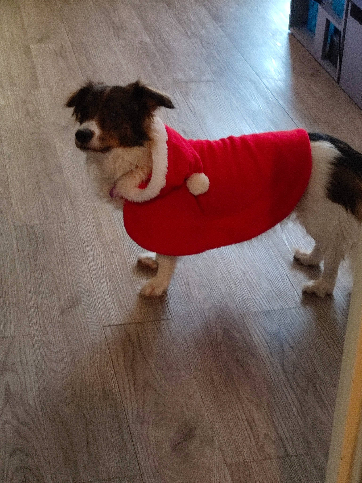 Kalinka a rejoint le concours — aidez-le/la à gagner de superbes lots ! carnivore, collar, companion_dog, dog, dog_breed, dog_clothes, dog_supply, fawn, floor, flooring, fur, hardwood, leash, pet_supply, santa_claus, snout, tail, toy_dog, wood, working_animal