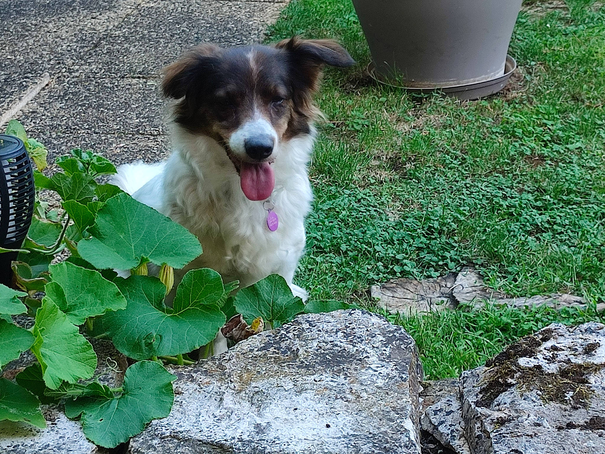 Kalinka participe au concours pour gagner de l'argent avec cette photo : annual_plant, australian_shepherd, canidae, carnivore, companion_dog, dog, dog_breed, grass, green, groundcover, gun_dog, herding_dog, leaf_vegetable, plant, snout, sporting_group, terrier, toy_dog, whiskers, working_dog