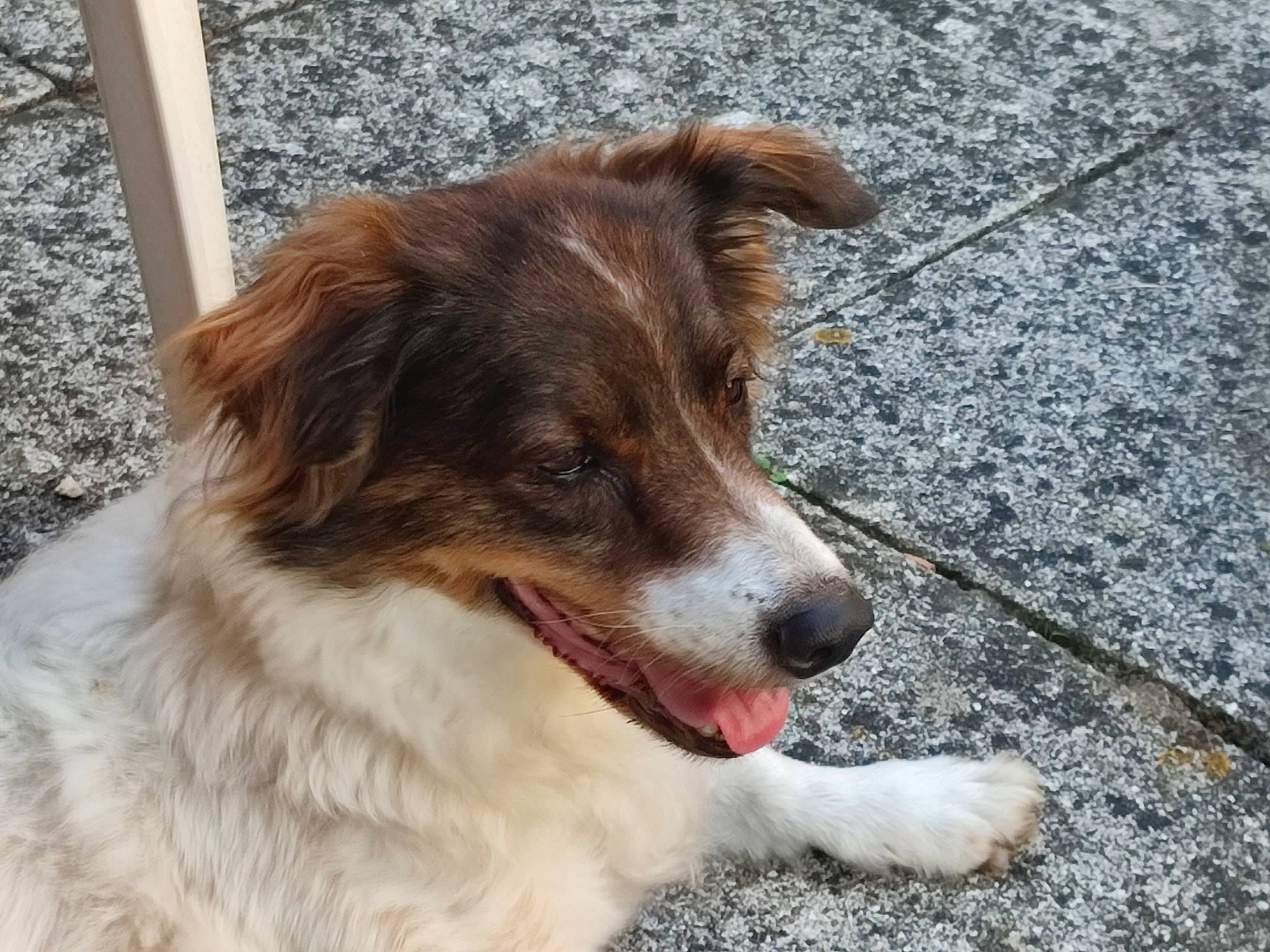 Kalinka a rejoint le concours — aidez-le/la à gagner de superbes lots ! australian_collie, australian_shepherd, canidae, carnivore, companion_dog, dog, dog_breed, fur, gun_dog, herding_dog, liver, plant, puppy, snout, sporting_group, street_dog, terrestrial_animal, whiskers, working_animal, working_dog