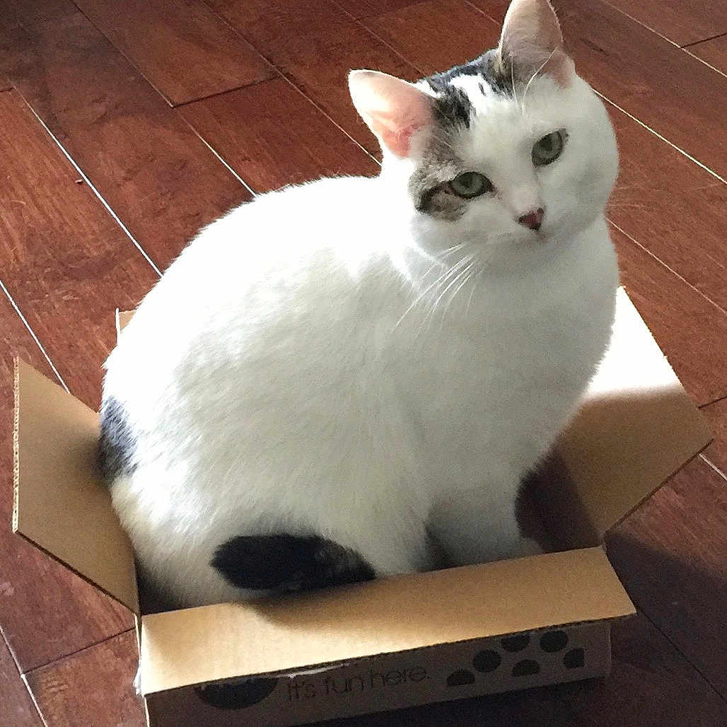 Lily is registered to the contest to win money with this photo: angora, animal, architecture, box, building, cardboard, carton, cat, face, hardwood, head, indoors, kitten, manx, person, pet, photography, portrait, sleeping, wood