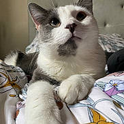 Glacier joined the competition — help win amazing prizes! cat, gray_and_white, whiskers, paw, bed, blanket, floral_pattern, indoor, close_up, feline, cute, relaxed, pet, soft_light, curious, fur, animal, resting, domestic_cat, cozy