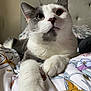cat, gray_and_white, whiskers, paw, bed, blanket, floral_pattern, indoor, close_up, feline, cute, relaxed, pet, soft_light, curious, fur, animal, resting, domestic_cat, cozy