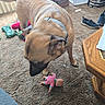 Coco joined the competition — help win amazing prizes! animal, carpet, chew_toy, coffee_table, collar, daylight, dog, doll, floor, furniture, home, indoors, living_room, looking_down, pet, playful, shoes, standing, tan_dog, toy