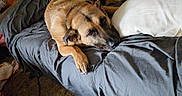 Coco is registered to the contest to win money with this photo: blanket, brown_fur, casual_photo, couch, cozy, dog, ears, furniture, home, indoors, living_room, lying_down, muzzle, paw, pet, pillow, resting, sleepy, sofa, tan_dog