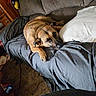 blanket, brown_fur, casual_photo, couch, cozy, dog, ears, furniture, home, indoors, living_room, lying_down, muzzle, paw, pet, pillow, resting, sleepy, sofa, tan_dog