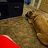 Coco is registered to the contest to win money with this photo: blanket, bottled_water, cabinet, carpet, collar, dog, door, drawer, floor, furniture, grooming, home, indoor, living_room, lying_down, paw, red_blanket, sleeping, tan_dog, vent