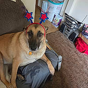 Coco is registered to the contest to win money with this photo: dog, pet, headband, red_stars, couch, living_room, carpet, laundry_basket, stereo_system, household_items, brown_dog, sitting, indoor, furniture, blanket, collar, tag, cute, animal, expression