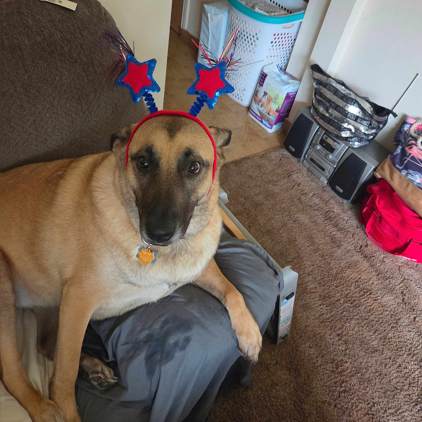 Coco is registered to the contest to win money with this photo: dog, pet, headband, red_stars, couch, living_room, carpet, laundry_basket, stereo_system, household_items, brown_dog, sitting, indoor, furniture, blanket, collar, tag, cute, animal, expression