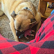 Coco joined the competition — help win amazing prizes! animal, candid_photo, carpet, cozy, curious, dog, golden_dog, home, indoor, living_room, lying_down, pet, pink_toy, plaid_blanket, playing, plush_toy, portrait, red_blanket, stuffed_toy, wooden_furniture