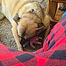 animal, candid_photo, carpet, cozy, curious, dog, golden_dog, home, indoor, living_room, lying_down, pet, pink_toy, plaid_blanket, playing, plush_toy, portrait, red_blanket, stuffed_toy, wooden_furniture