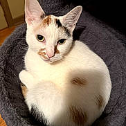 Princess is registered to the contest to win money with this photo: cat, calico_cat, pet, feline, animal, white_fur, orange_patches, black_patches, green_eyes, pointed_ears, whiskers, sitting, curled_up, cat_tree, scratching_post, plush_bed, indoors, portrait, wooden_floor, closeup
