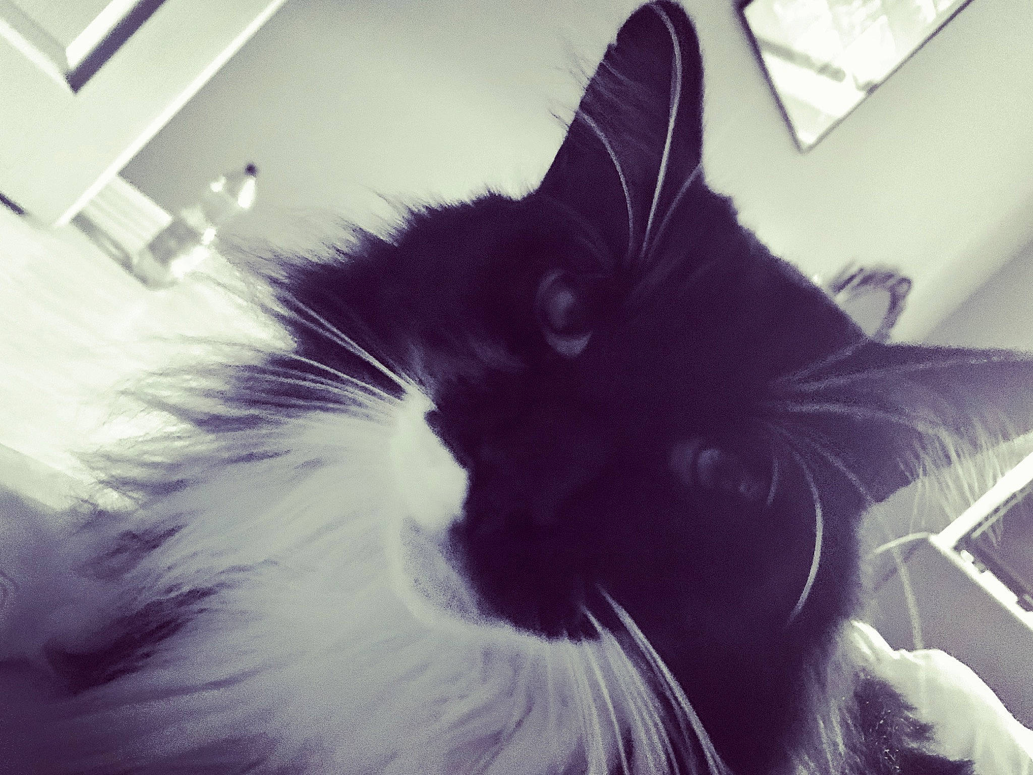 Helsinki participe au concours pour gagner de l'argent avec cette photo : bed, black_cat, carnivore, cat, comfort, ear, felidae, fur, happy, human_leg, monochrome, monochrome_photography, paw, sitting, small_to_medium_sized_cats, snout, square, tail, tints_and_shades, whiskers