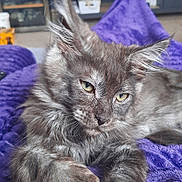 Appolo participe au concours pour gagner de l'argent avec cette photo : animal, cat, closeup, cozy, cute, fluffy, fur, furniture, gray_cat, green_eyes, indoor, living_room, paw, pet, portrait, purple_blanket, relaxed, resting, shelf, stretching