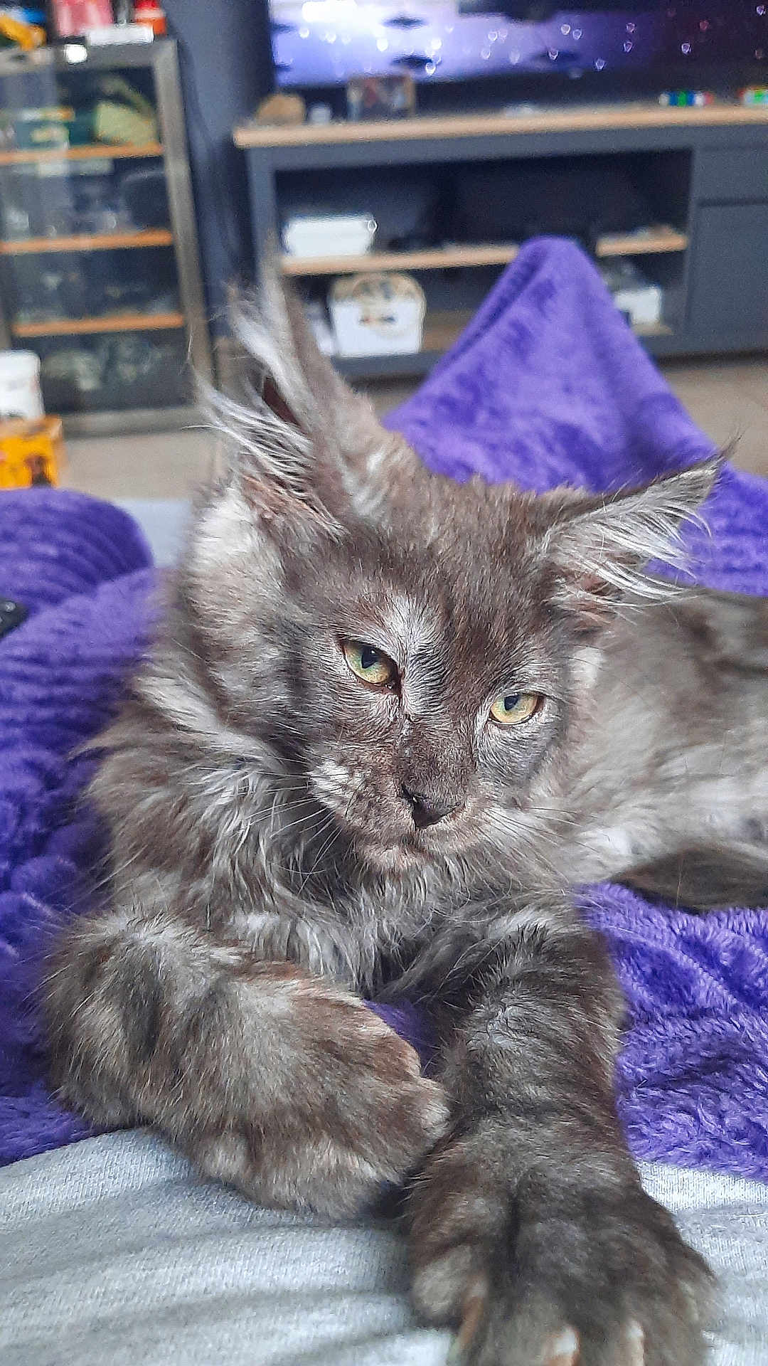 Appolo participe au concours pour gagner de l'argent avec cette photo : animal, cat, closeup, cozy, cute, fluffy, fur, furniture, gray_cat, green_eyes, indoor, living_room, paw, pet, portrait, purple_blanket, relaxed, resting, shelf, stretching