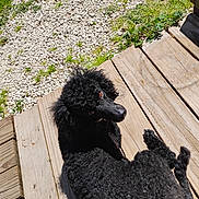 Lucy is registered to the contest to win money with this photo: animal, black_dog, canine, curly_fur, daylight, dog, domestic_animal, fur, grass, gravel, looking_back, nature, outdoor, pet, poodle, relaxing, shadow, summer, sunlight, wooden_steps