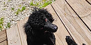 Lucy is registered to the contest to win money with this photo: animal, black_dog, canine, curly_fur, daylight, dog, domestic_animal, fur, grass, gravel, looking_back, nature, outdoor, pet, poodle, relaxing, shadow, summer, sunlight, wooden_steps