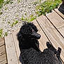animal, black_dog, canine, curly_fur, daylight, dog, domestic_animal, fur, grass, gravel, looking_back, nature, outdoor, pet, poodle, relaxing, shadow, summer, sunlight, wooden_steps