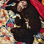 Lucy is registered to the contest to win money with this photo: animal, bed, black_dog, colorful, comfort, cozy, curly_fur, cute, dog, domestic_animal, fabric, fur, indoor, lying_down, patchwork, pattern, pet, quilt, relaxed, resting